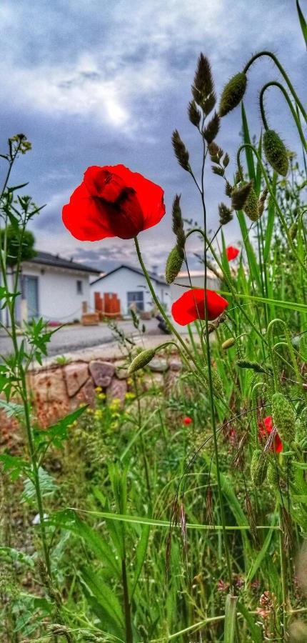 Ferienhaus Sonnenwind Am Hainer See Neukieritzsch Zewnętrze zdjęcie